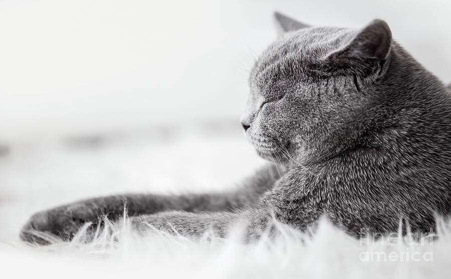 Young Cute Cat Sleeping On Cosy White Fur. The British Shorthair Photograph