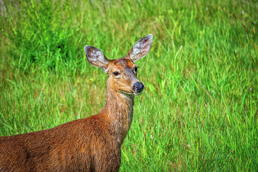 Young Deer Photograph by Bill Posner