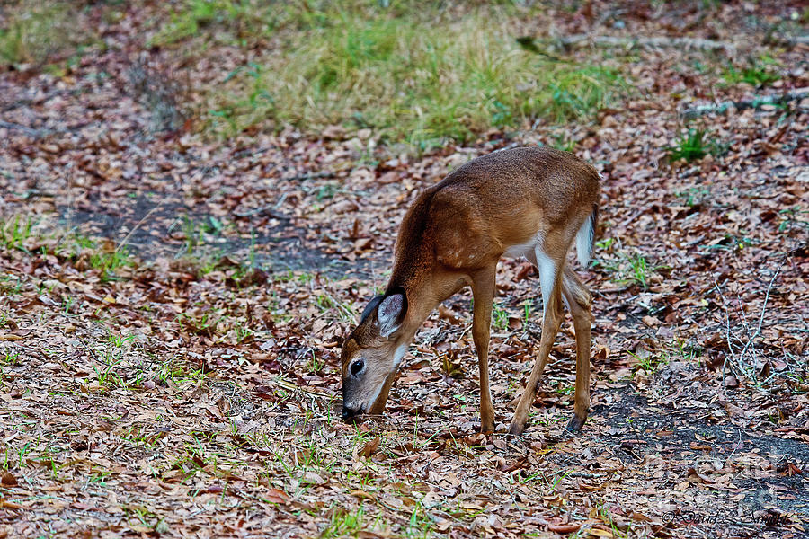 Young Deer Photograph by David Arment