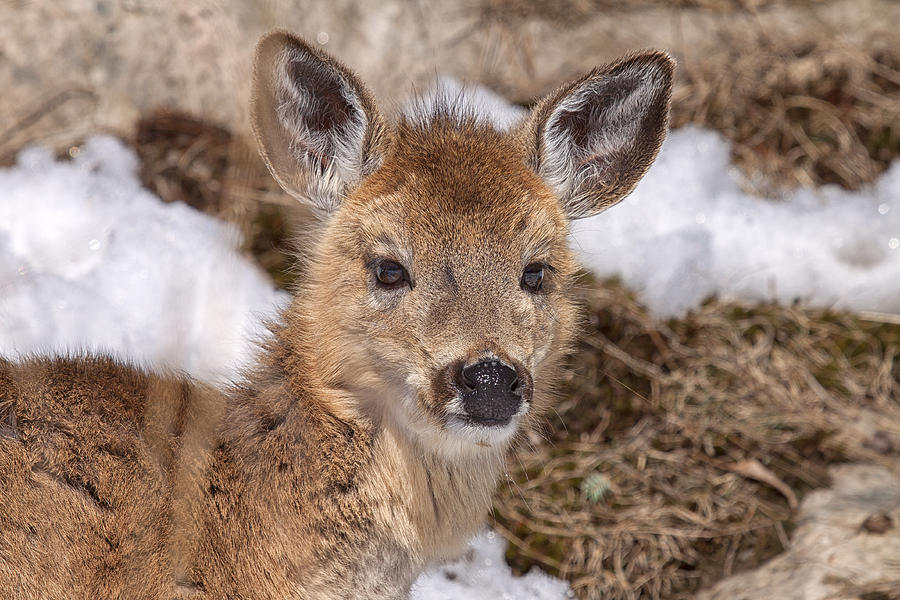 Young Deer Photograph by Eunice Gibb