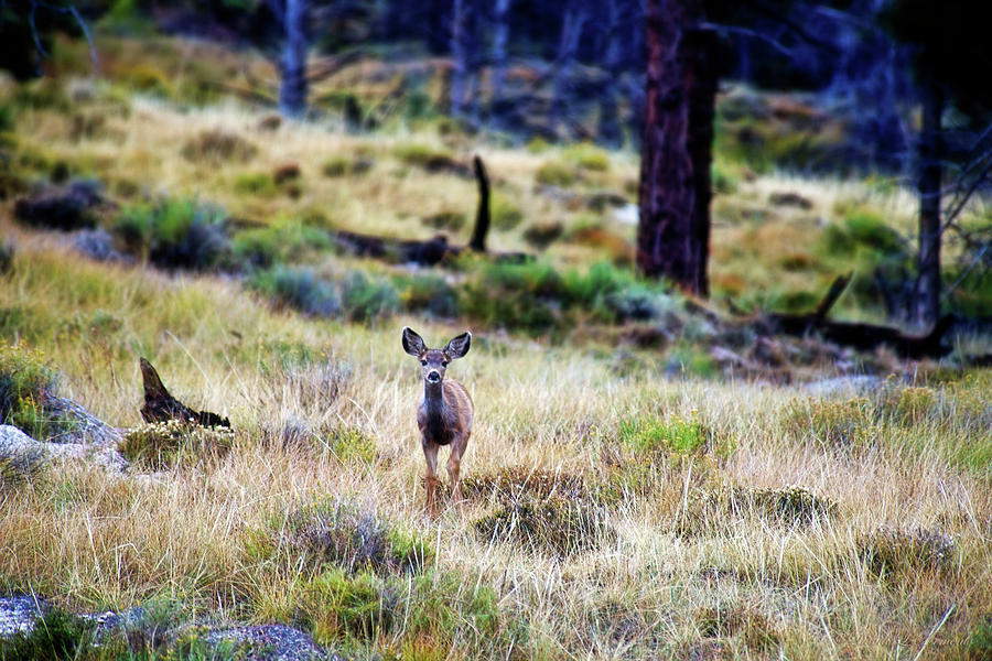 Young Deer in Mountain Meadow Photograph by David Arment