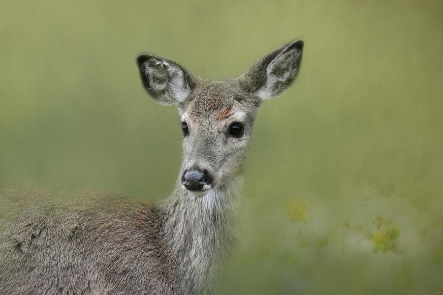 Young Deer In Spring Photograph by Jai Johnson