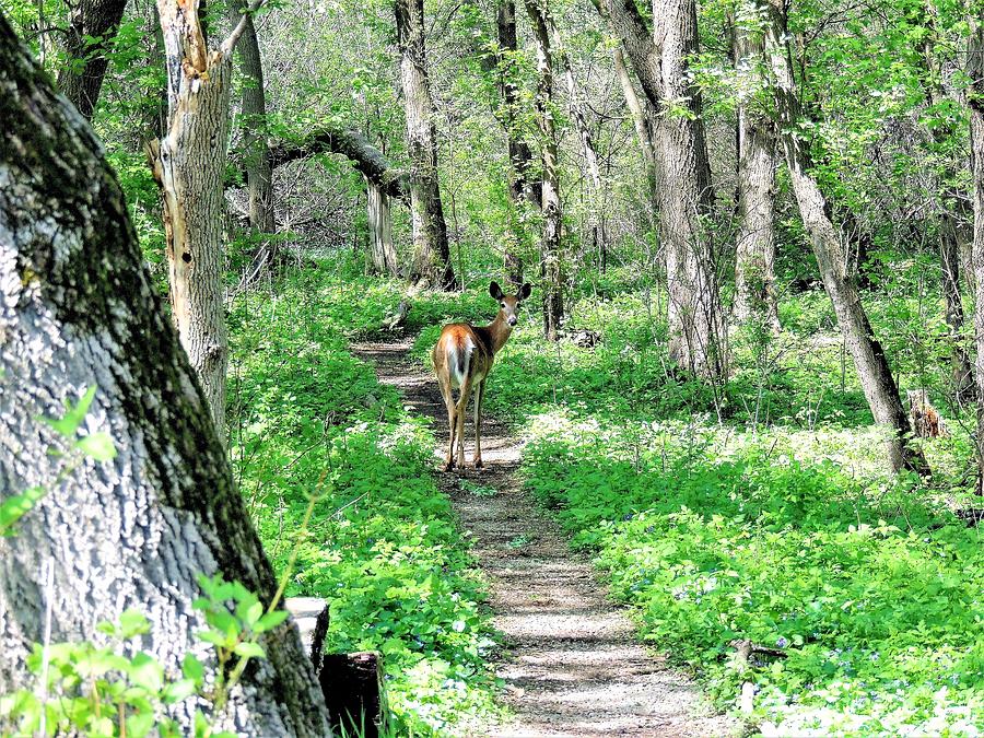Young Deer On Path Photograph