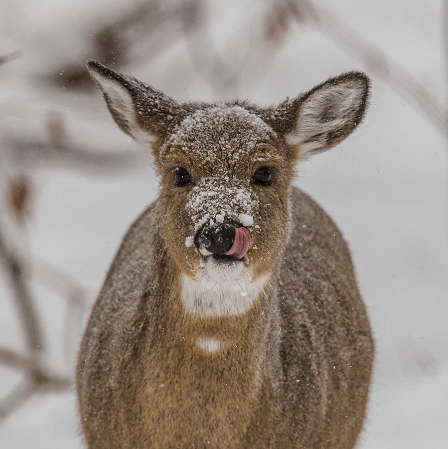 Young Deer Photograph by Paul Freidlund