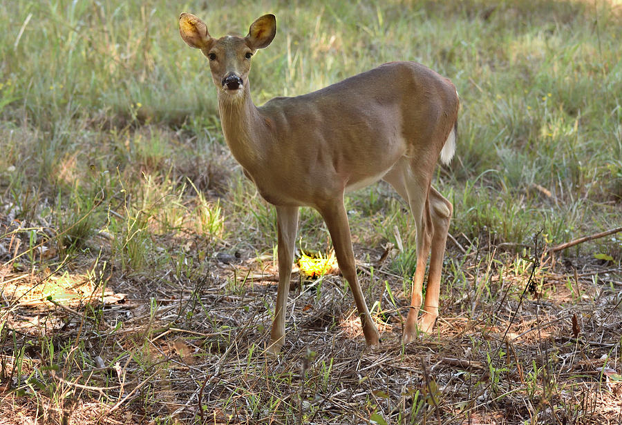 Young Deer Photograph
