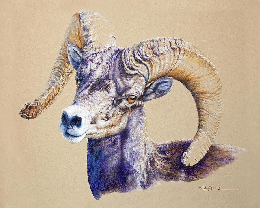 Young Desert Bighorn Pastel by Mary Dove