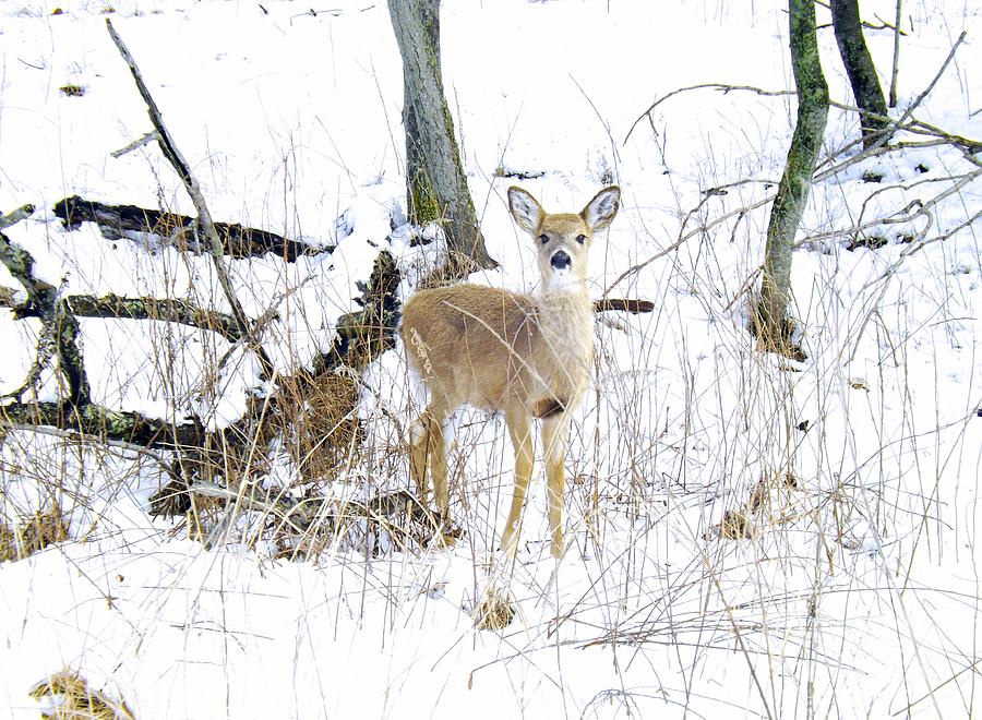 Wildlife Photograph - Young Doe And Spring Snow by Robyn King