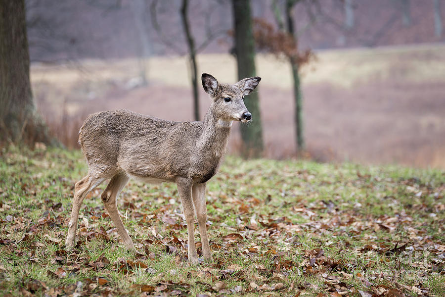 Young Doe Photograph by Andrea Silies