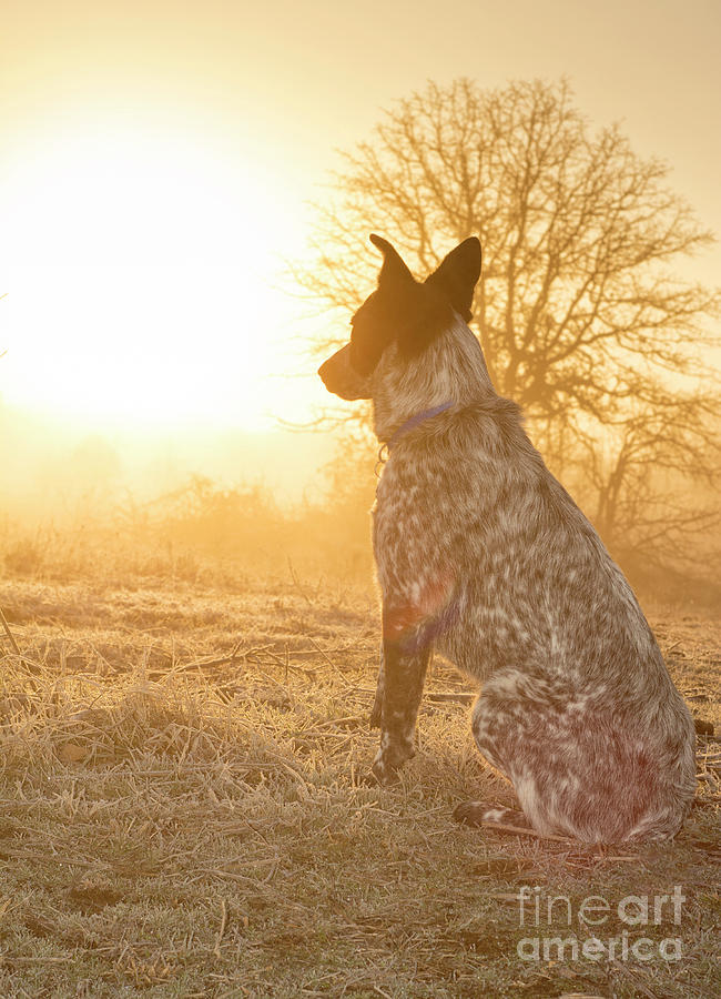 Young Dog Sunrise Photograph by Sari ONeal