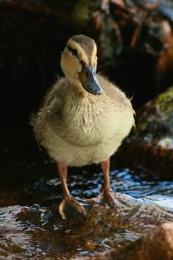 Young Duck Photograph by Polly Castor