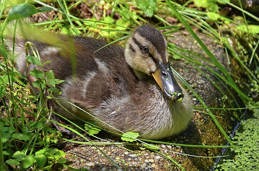 Young duck Photograph by Ronda Ryan