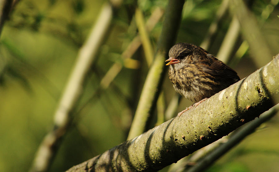 Young Dunnock Photograph by Adrian Wale