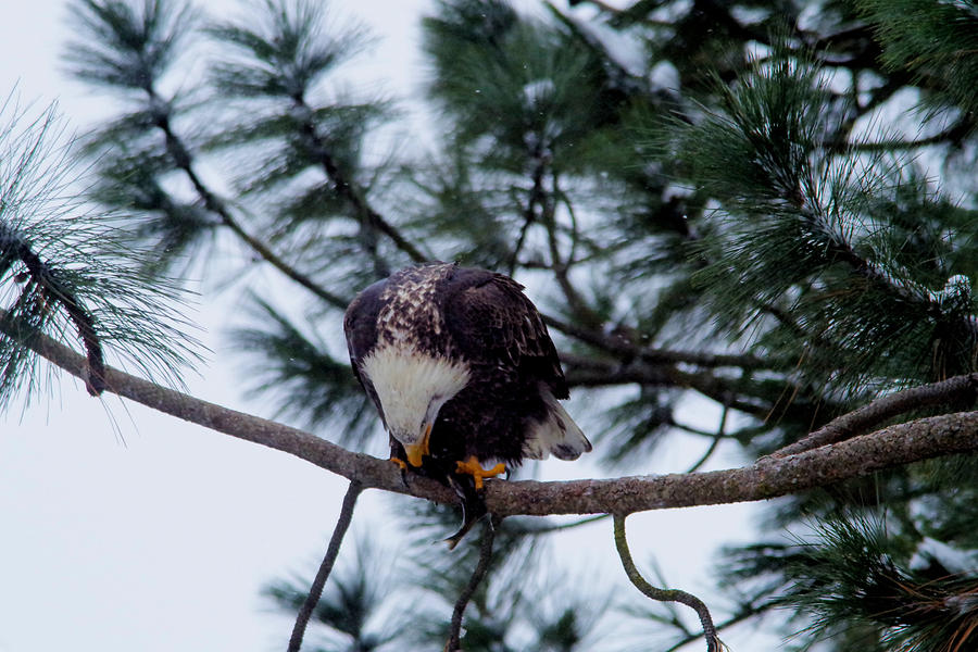 Young eagle devouring a fish Photograph by Jeff Swan