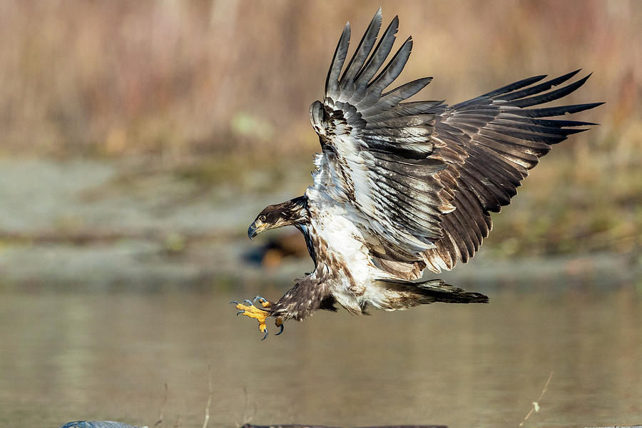 Young Eagle Flight Photograph by Mike Centioli