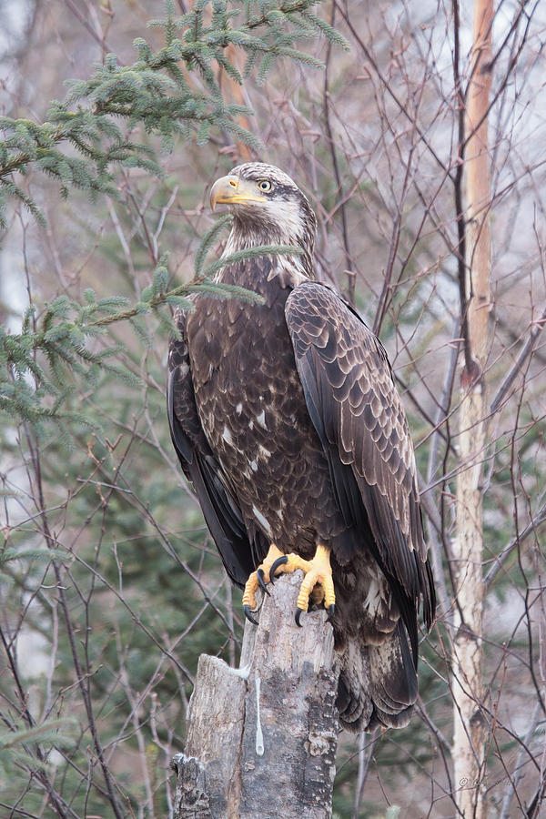 Young Eagle Photograph by Gerry Sibell