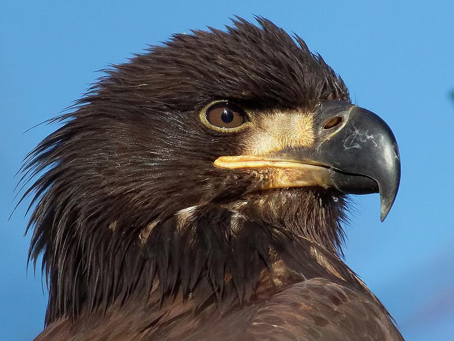 Bald Eagle Photograph - Young Eagle Head by Sheldon Bilsker Bald Eagle Photograph - Young Eagle Head by Sheldon Bilsker