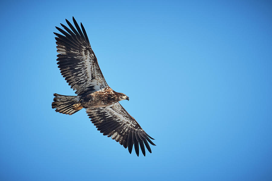 Young Eagle In Flight Photograph by Paul Freidlund