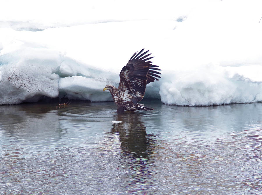 Young Eagle In The Ice Photograph