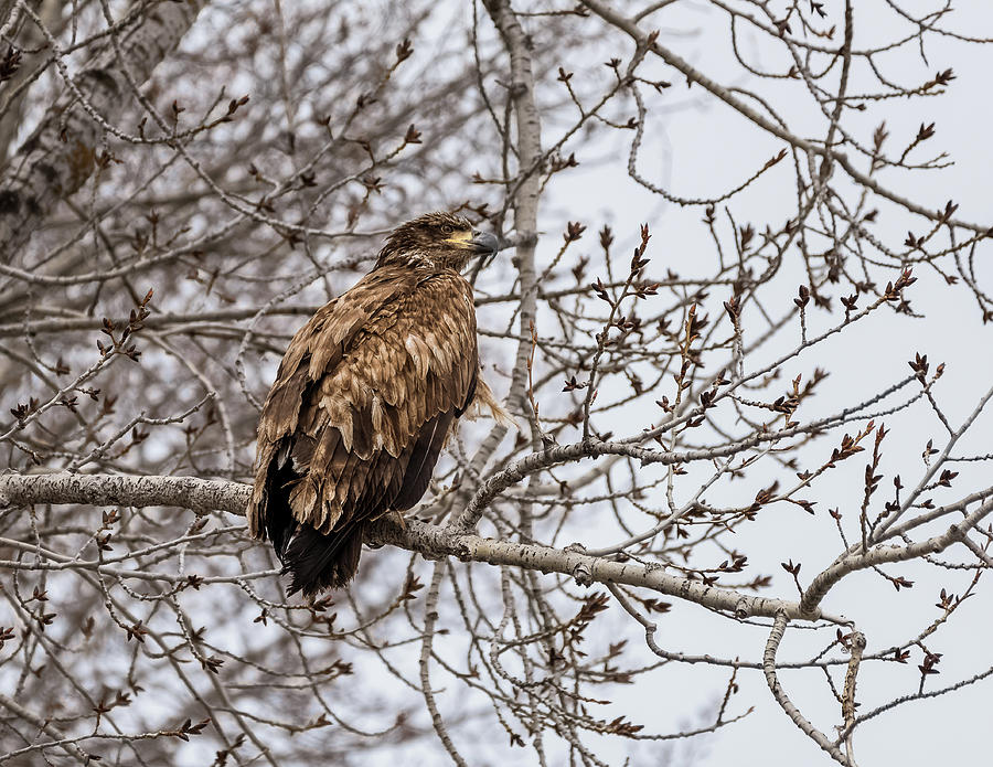Young Eagle On A Limb Photograph by Yeates Photography
