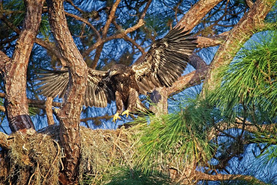 Young Eagle on Nest Photograph by Ronald Lutz