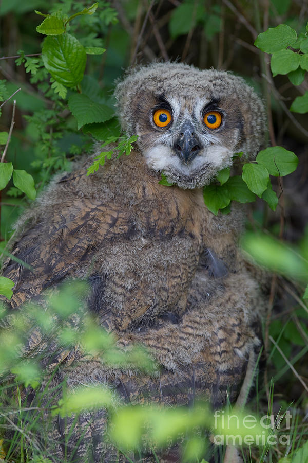 Young Eagle Owl Photograph by Benno Brossette
