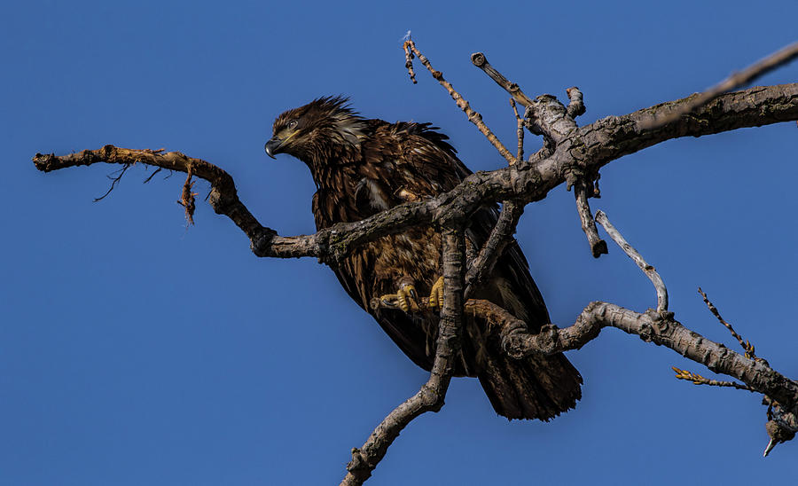 Young Eagle Photograph by Ray Congrove