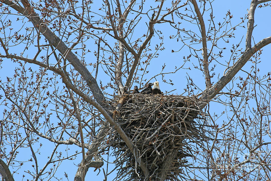 Young Eagles in Nest  8853 Photograph by Jack Schultz