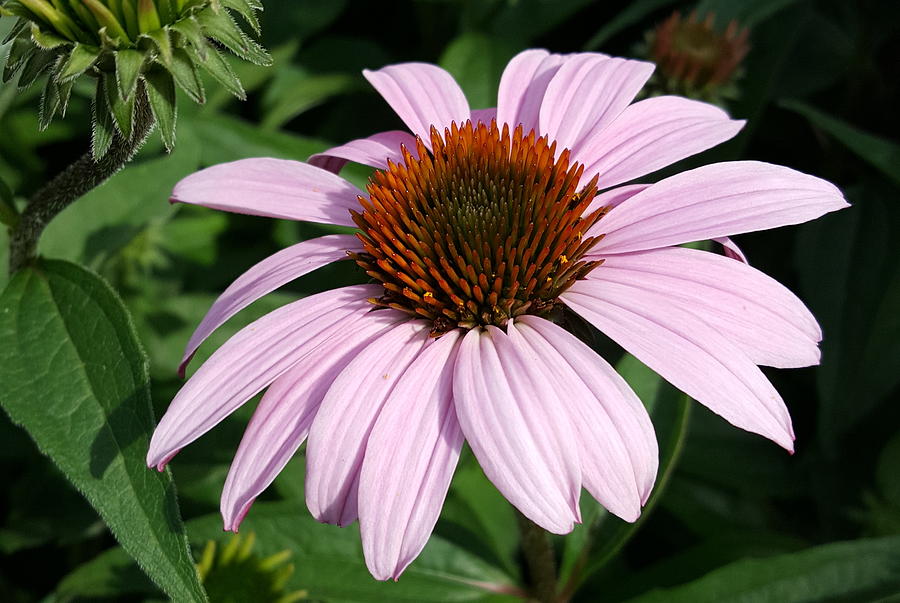 Young Echinacea Bloom Photograph by Tammy Finnegan