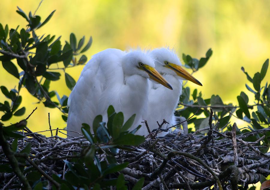 Young Egret Chicks Photograph by Richard Bryce and Family