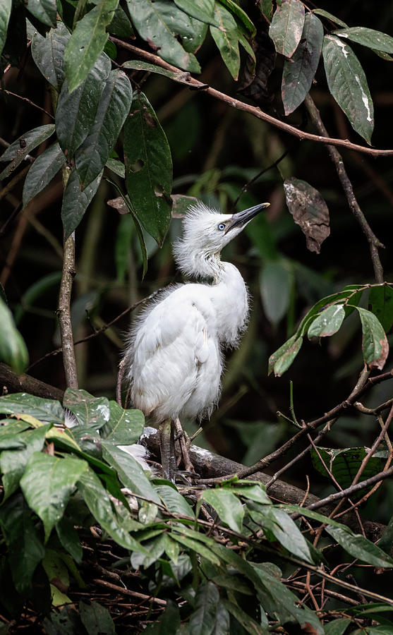 Young Egret Costa Rica Photograph