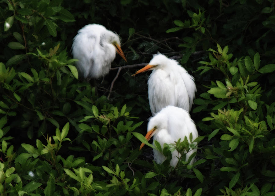 Birdwatching Photograph - Young Egrets by Don Miller Birdwatching Photograph - Young Egrets by Don Miller