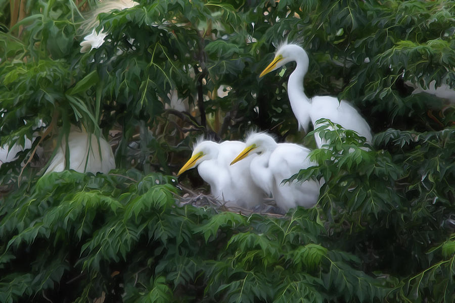 Young Egrets Fledgling And Waiting For Food-digitart Photograph