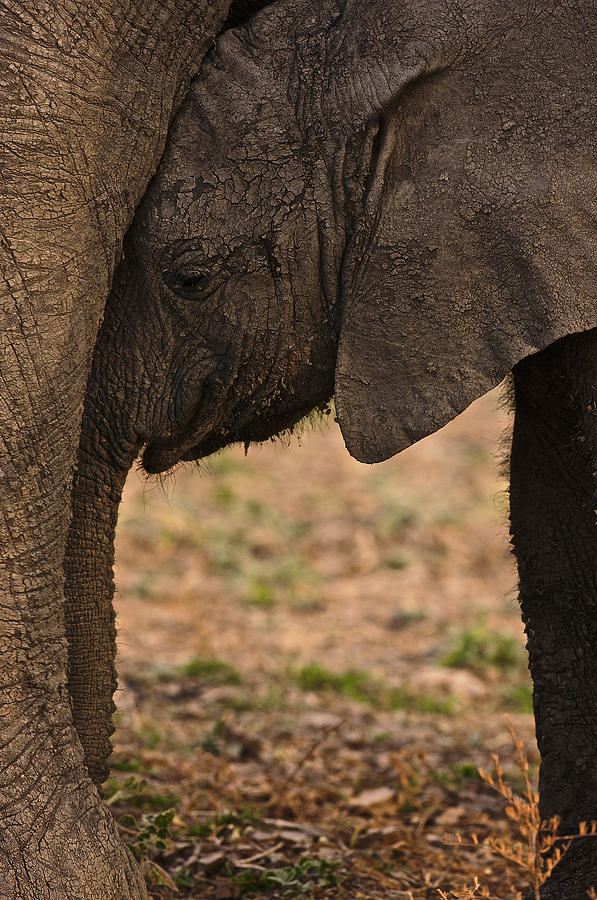 Young Elephant and mother Photograph by Johan Elzenga