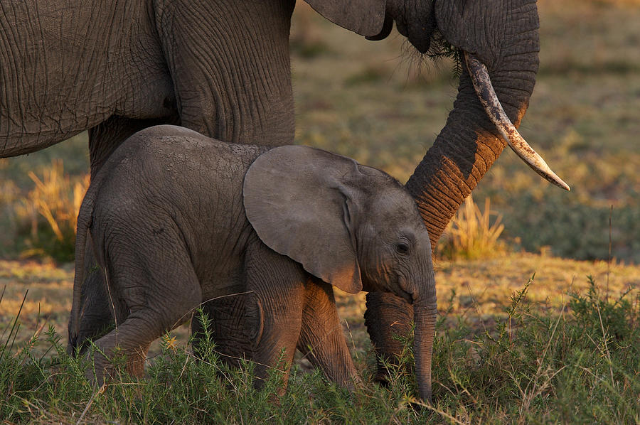 Young Elephant at Mothers Side Photograph by Johan Elzenga