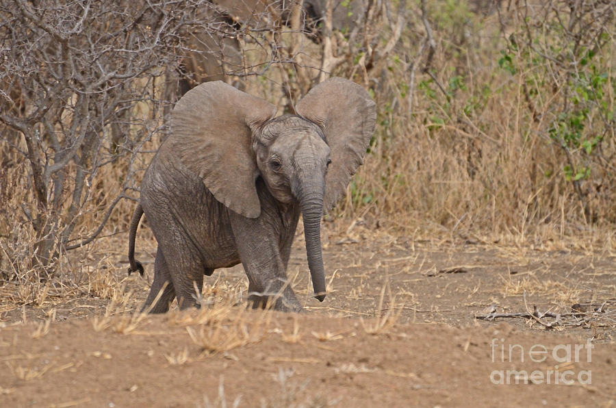 Young Elephant, Flared Ears  Photograph by Tom Wurl