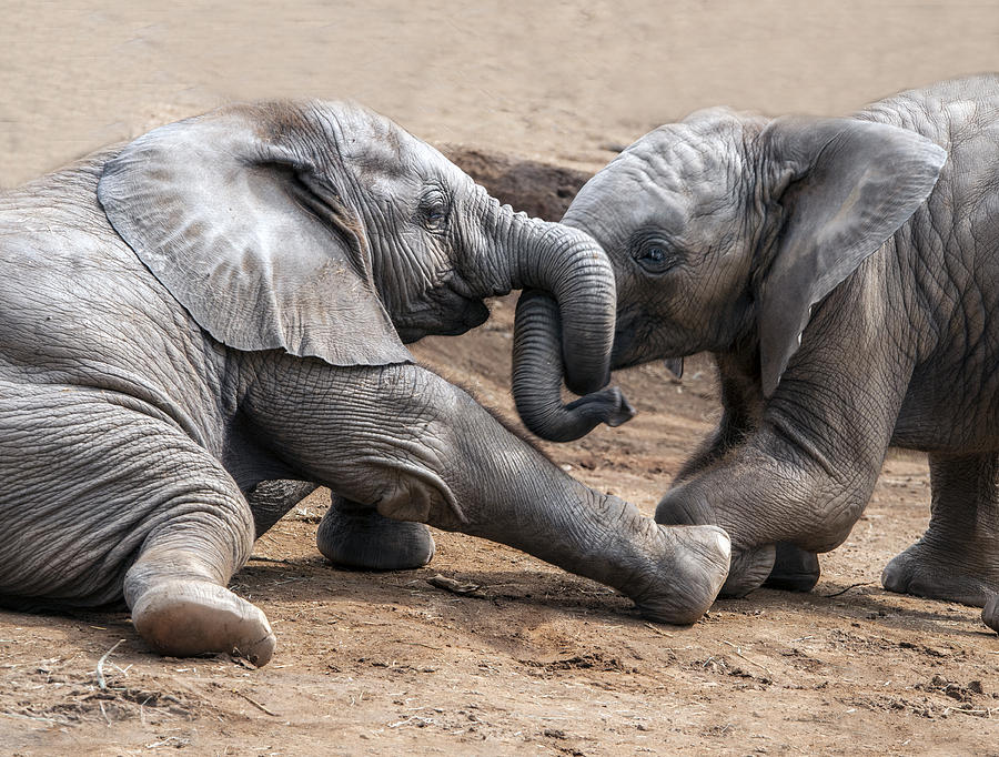Young Elephants Wrestling Photograph by William Bitman