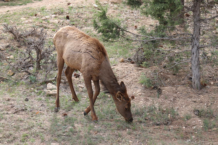 Young Elk - 2 Photograph by Christy Pooschke