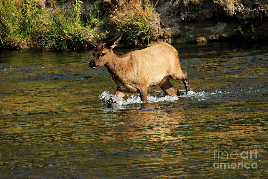 Young Elk Crossing River Photograph by Ben Graham