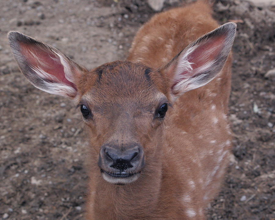 Deer Photograph - Young Elk Fawn by Crystal Rolfe