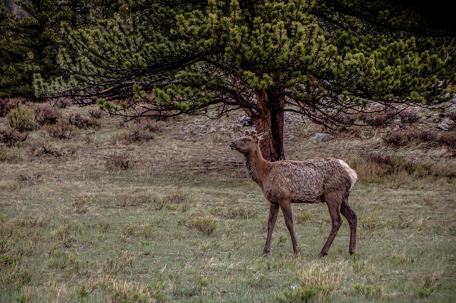 Young Elk in the Rain Photograph by Teresa Wilson