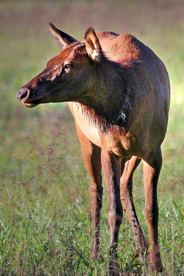 Young Elk Of The Great Smoky Mountains National Park Photograph by Carol Montoya