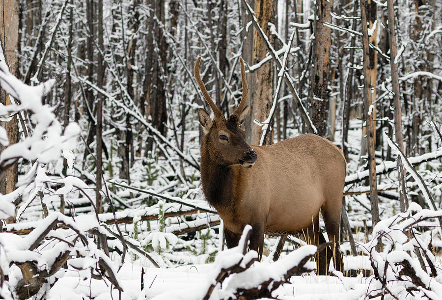 Young Elk Photograph by Ronnie And Frances Howard