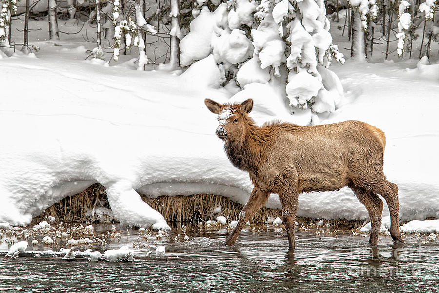 Young Elk Photograph by Sonya Lang