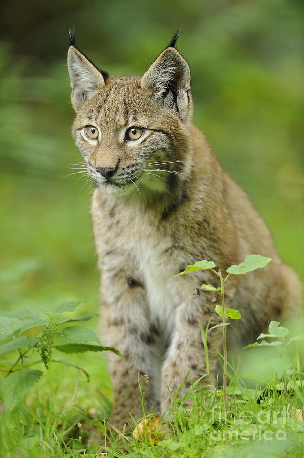 Young European Lynx Photograph by David & Micha Sheldon | Fine Art America