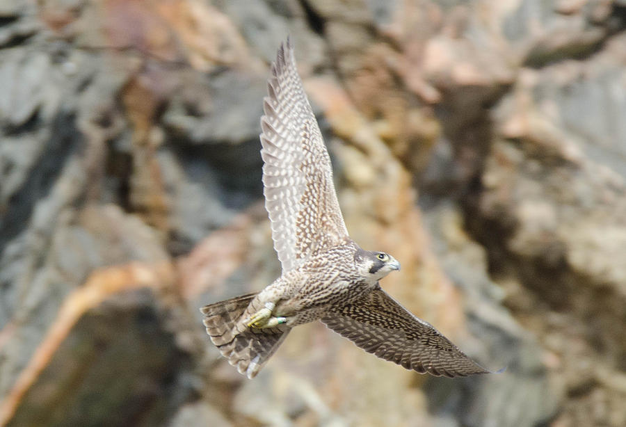 Young Falcon Photograph by Judd Nathan | Fine Art America