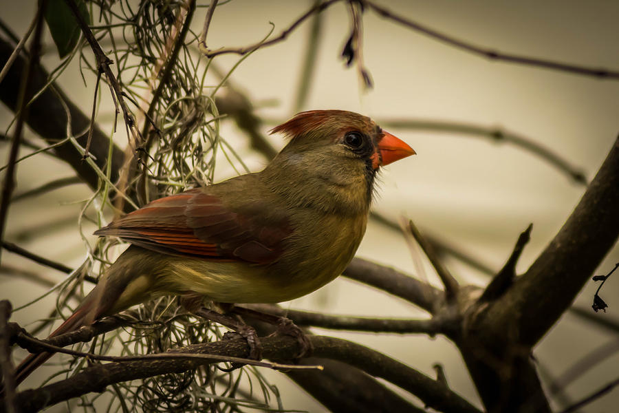 Young Female Cardinal Photograph by George Kenhan