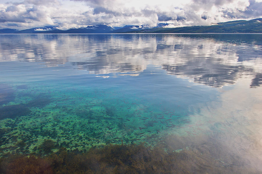 Young fish are swimming in the clear water of a fjord Photograph by Ulrich Kunst And Bettina Scheidulin