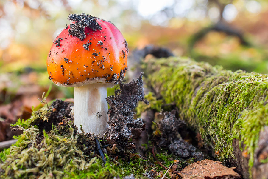 Young Fly Agaric Close Up Photograph