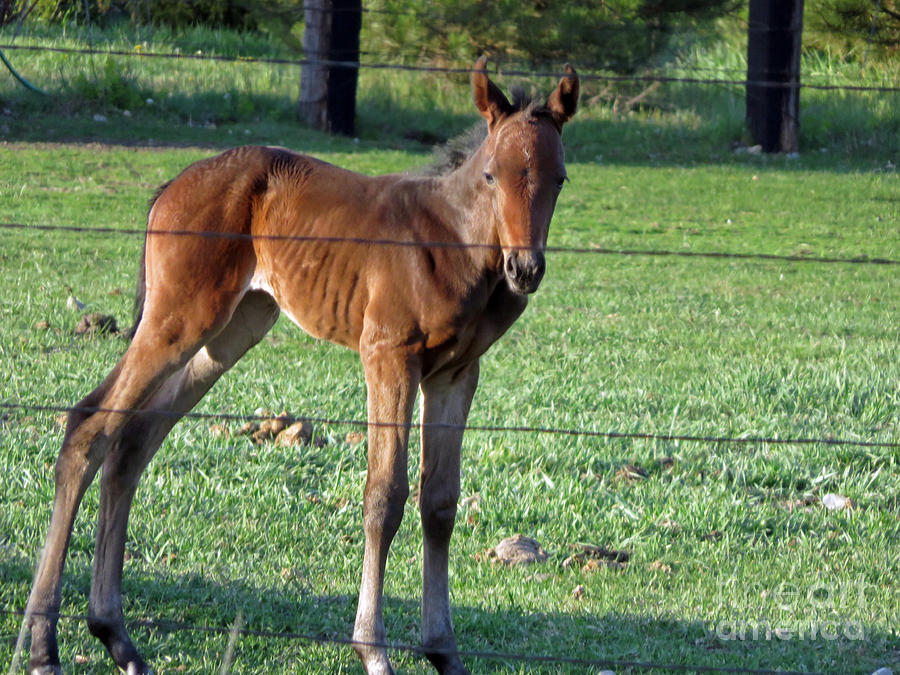 Young Foal Photograph by Cindy Murphy - NightVisions