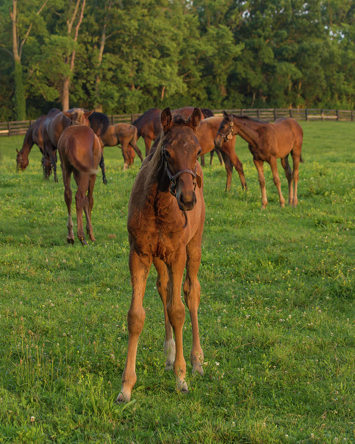 Young Foal In The Pastures Of The Kentucky Blue Grass Country Photograph